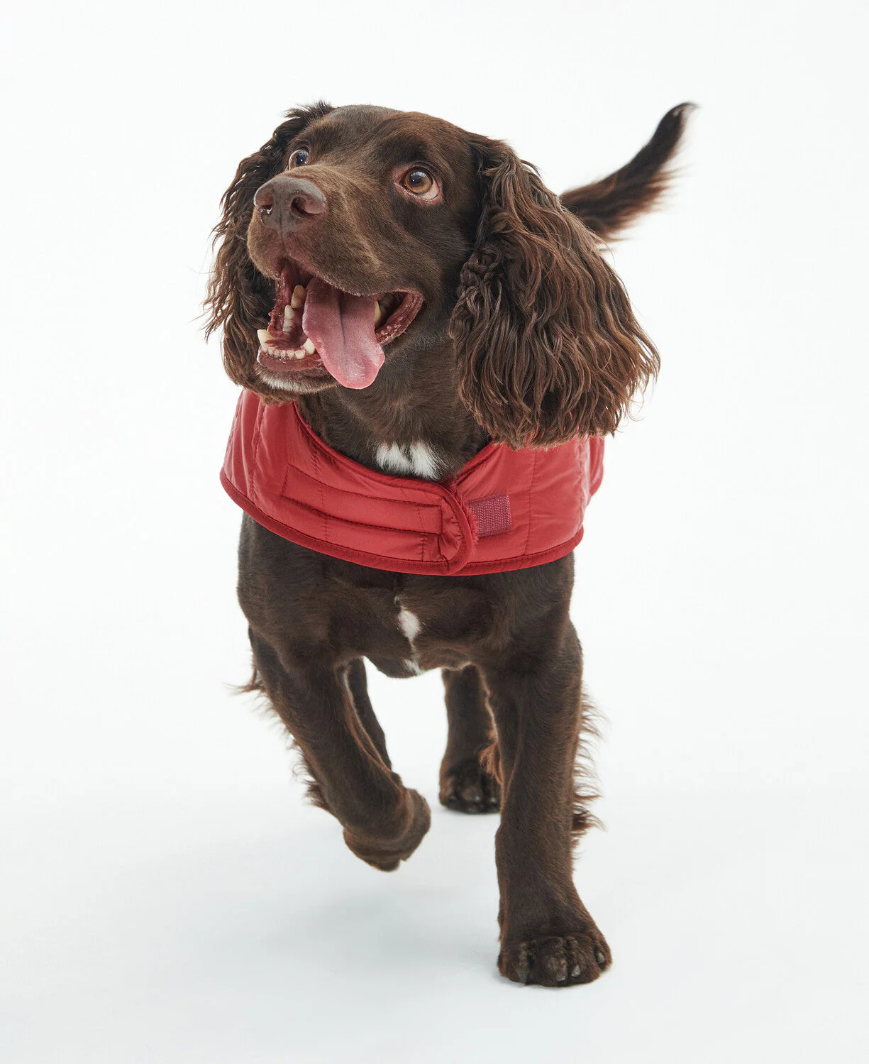 Baffle Quilted Dog Coat - Image 3