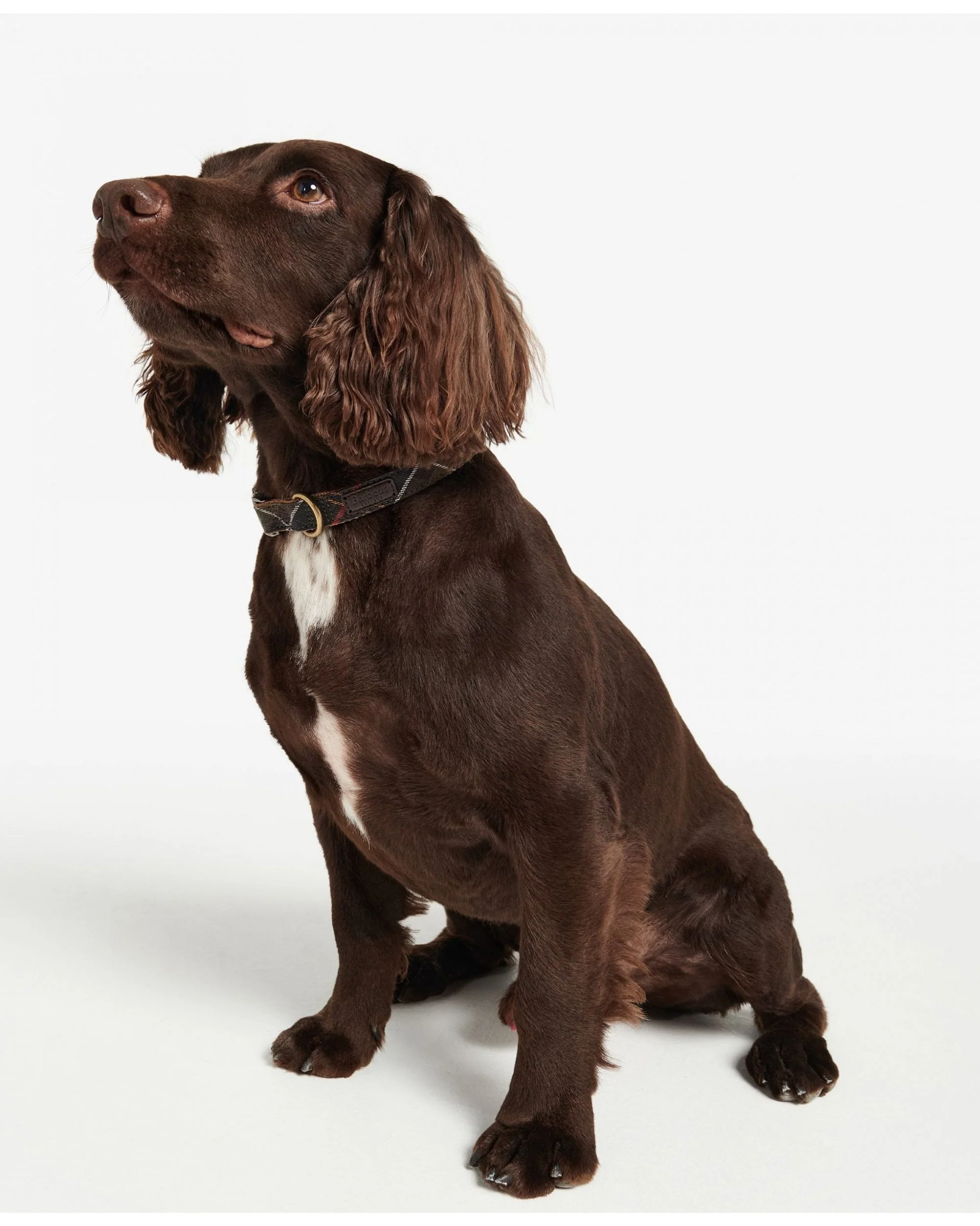Barbour Tartan/Webbing Dog Collar - Image 4