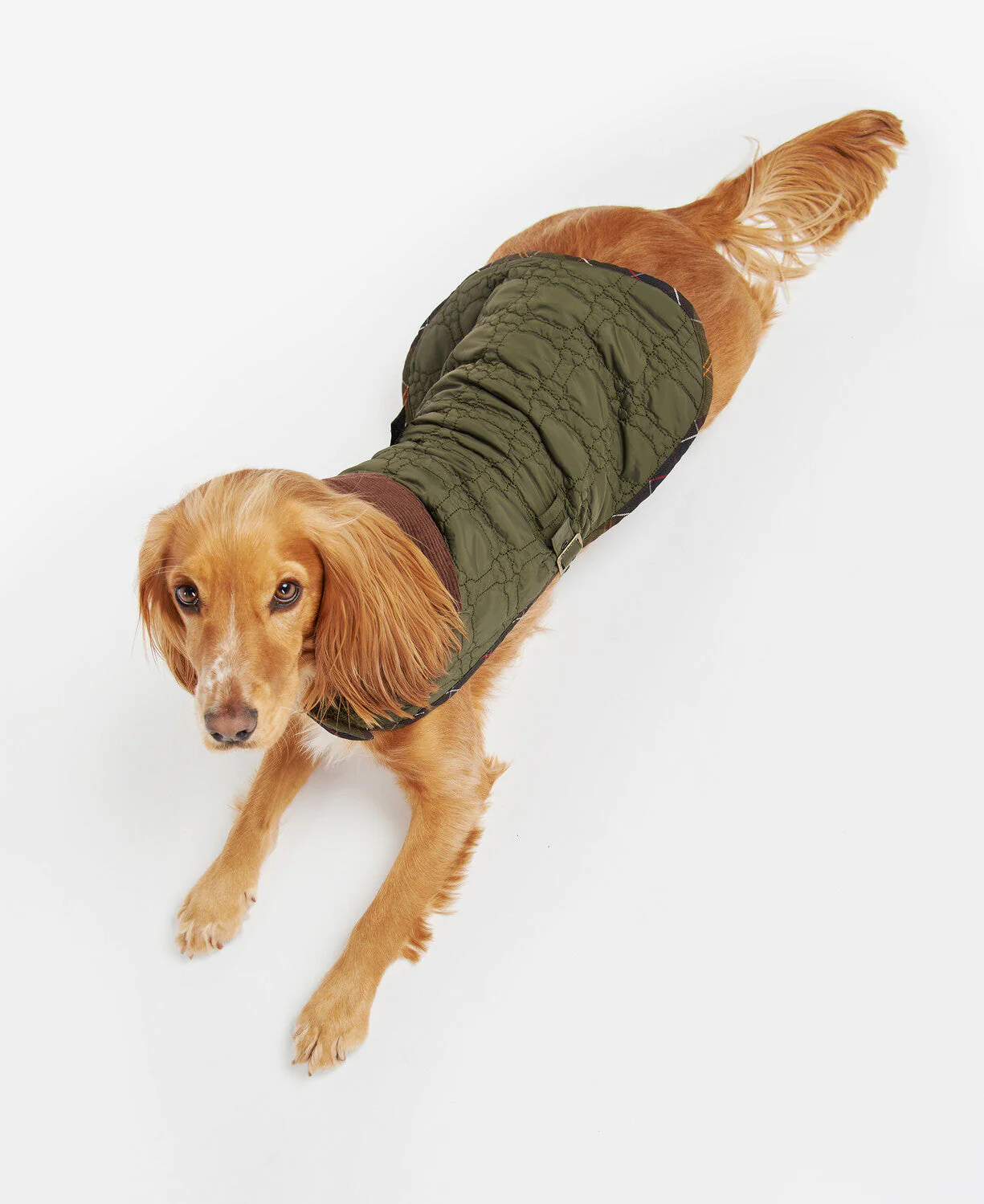 Dog Bone Quilted Dog Coat - Image 3