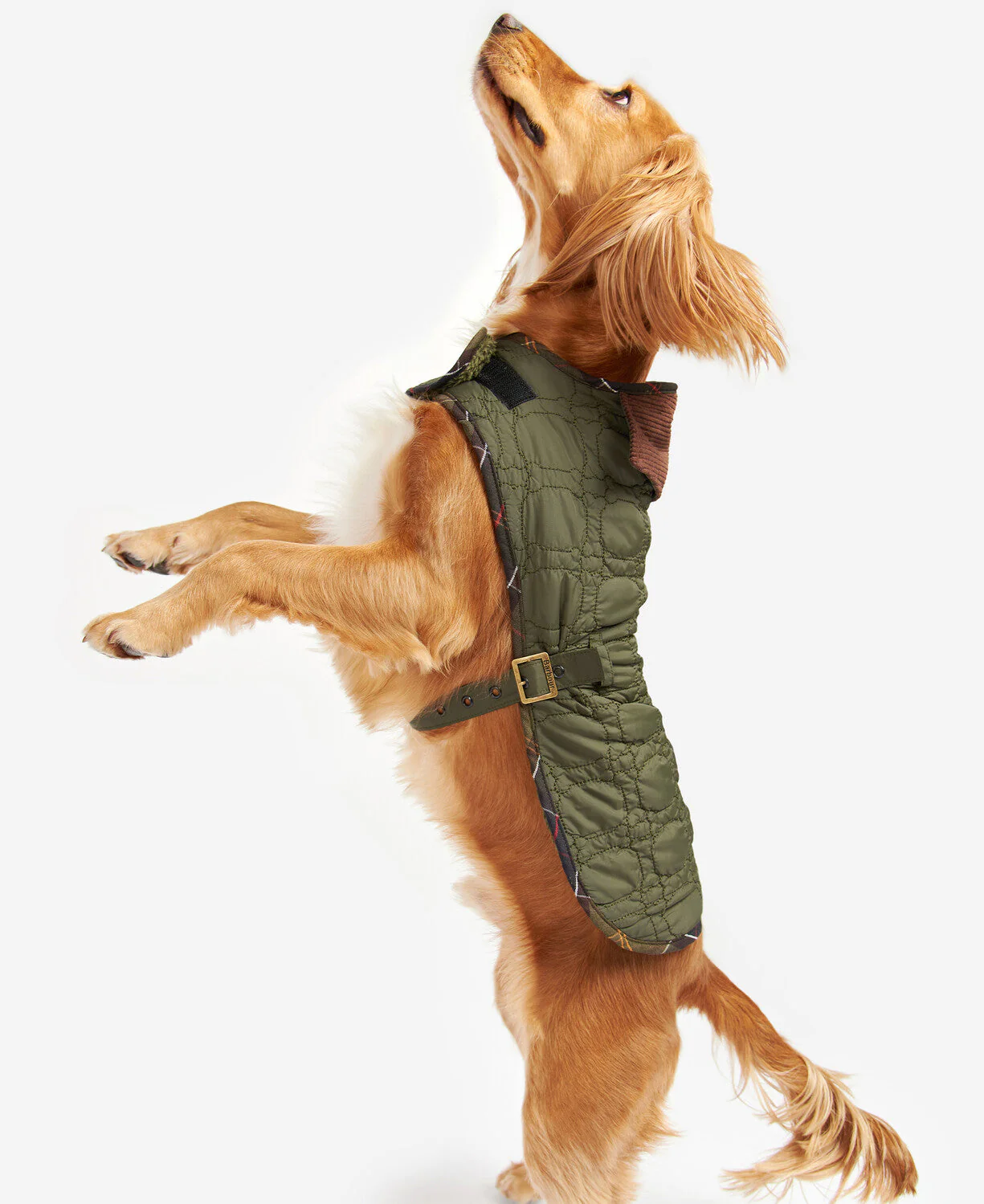 Dog Bone Quilted Dog Coat - Image 4