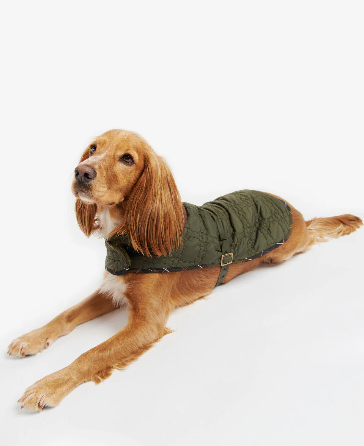 Dog Bone Quilted Dog Coat - Image 5