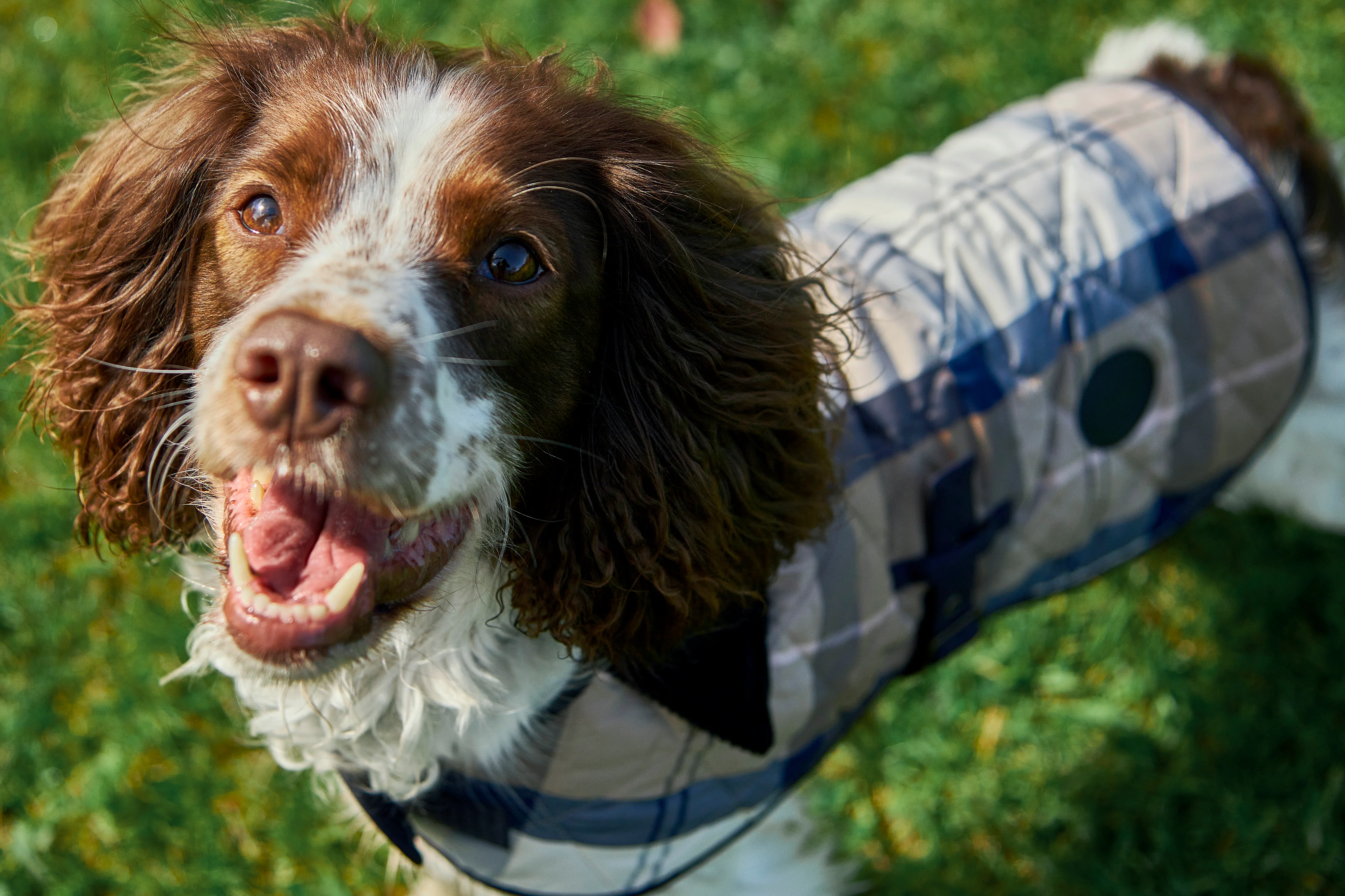 Tartan Dog Coat - Image 12