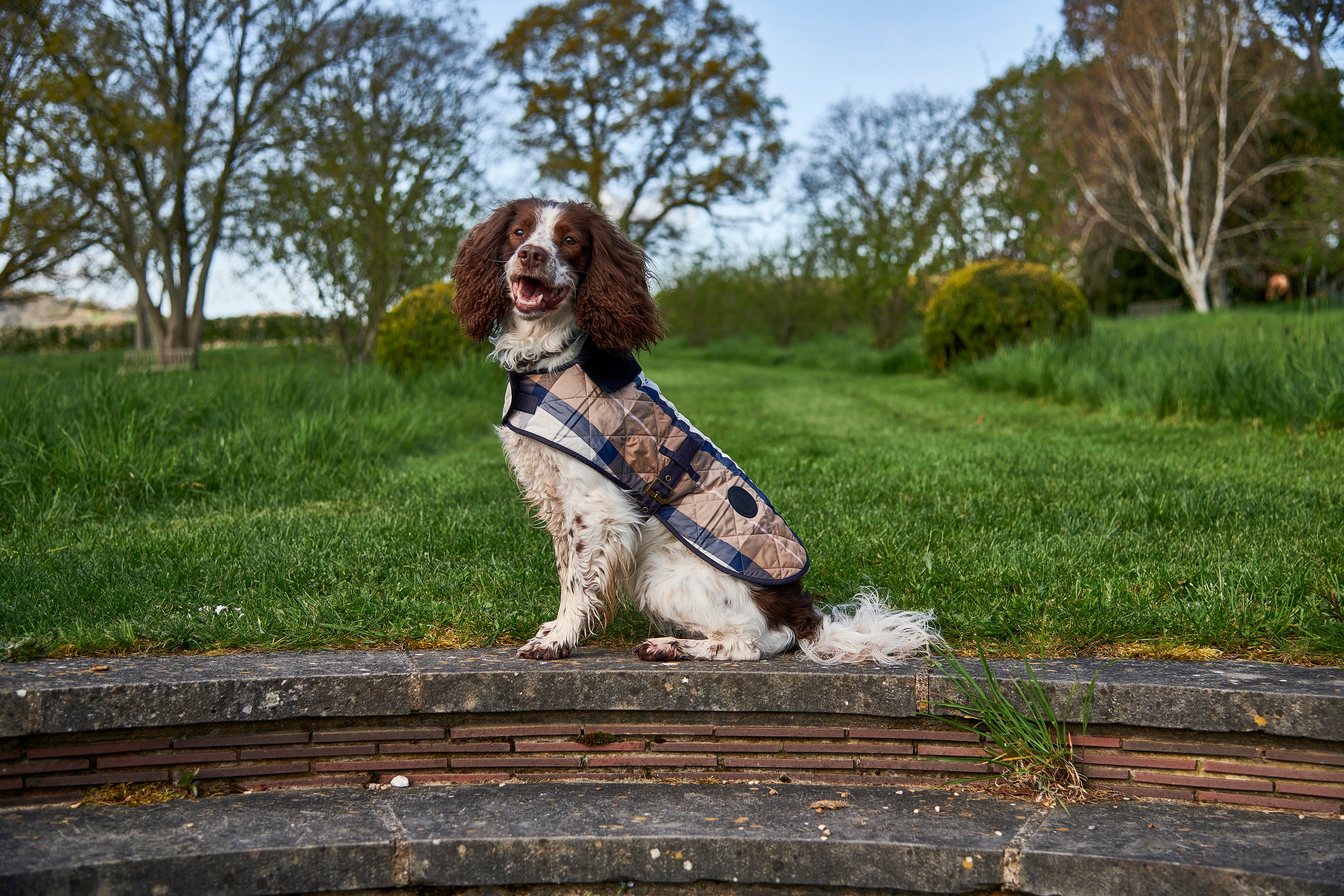 Tartan Dog Coat - Image 13
