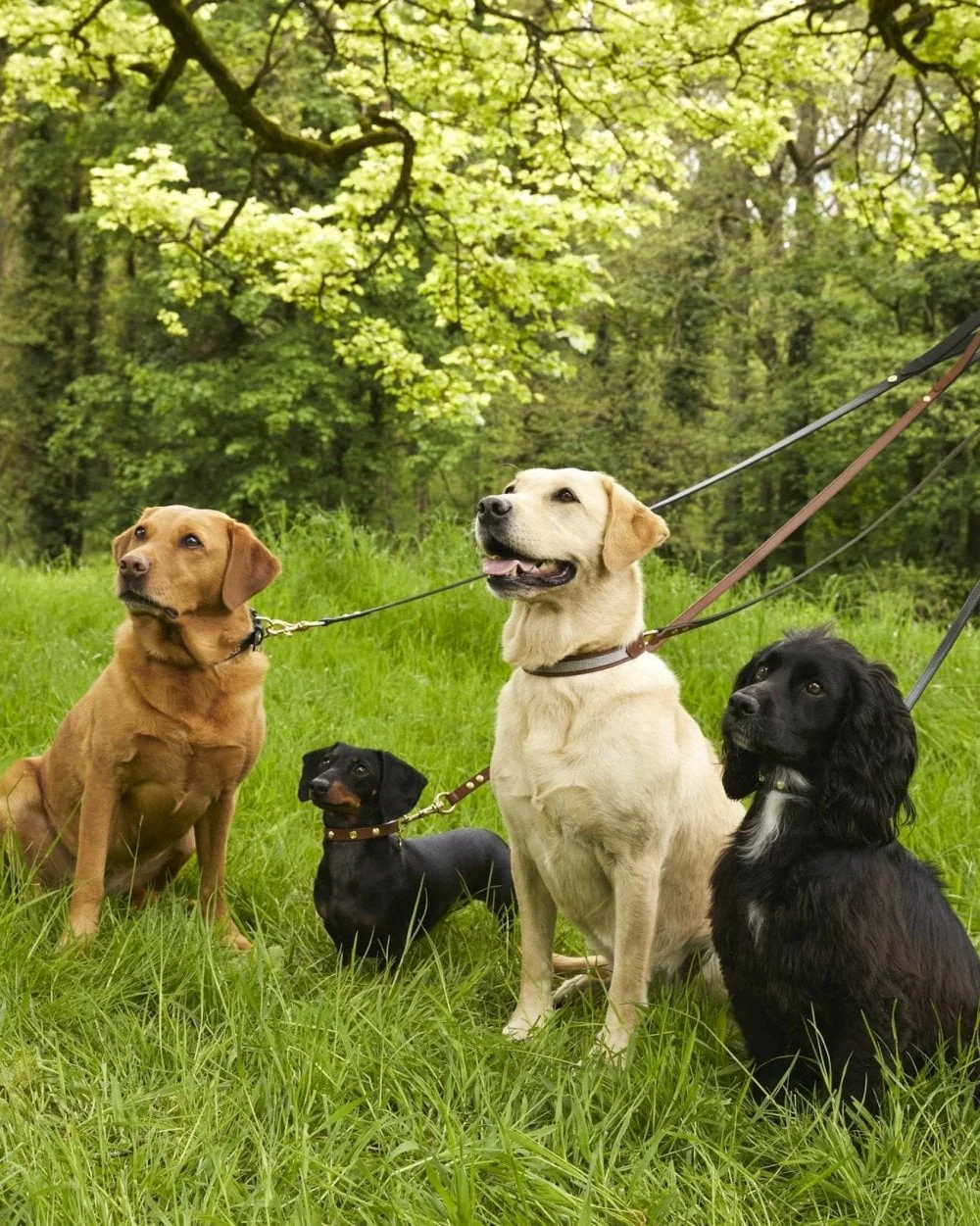 Classic Dog Lead Black - Image 5