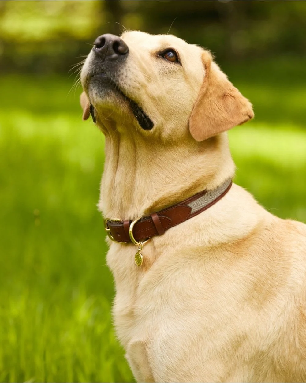 HC Classic Dog Collar - Image 6