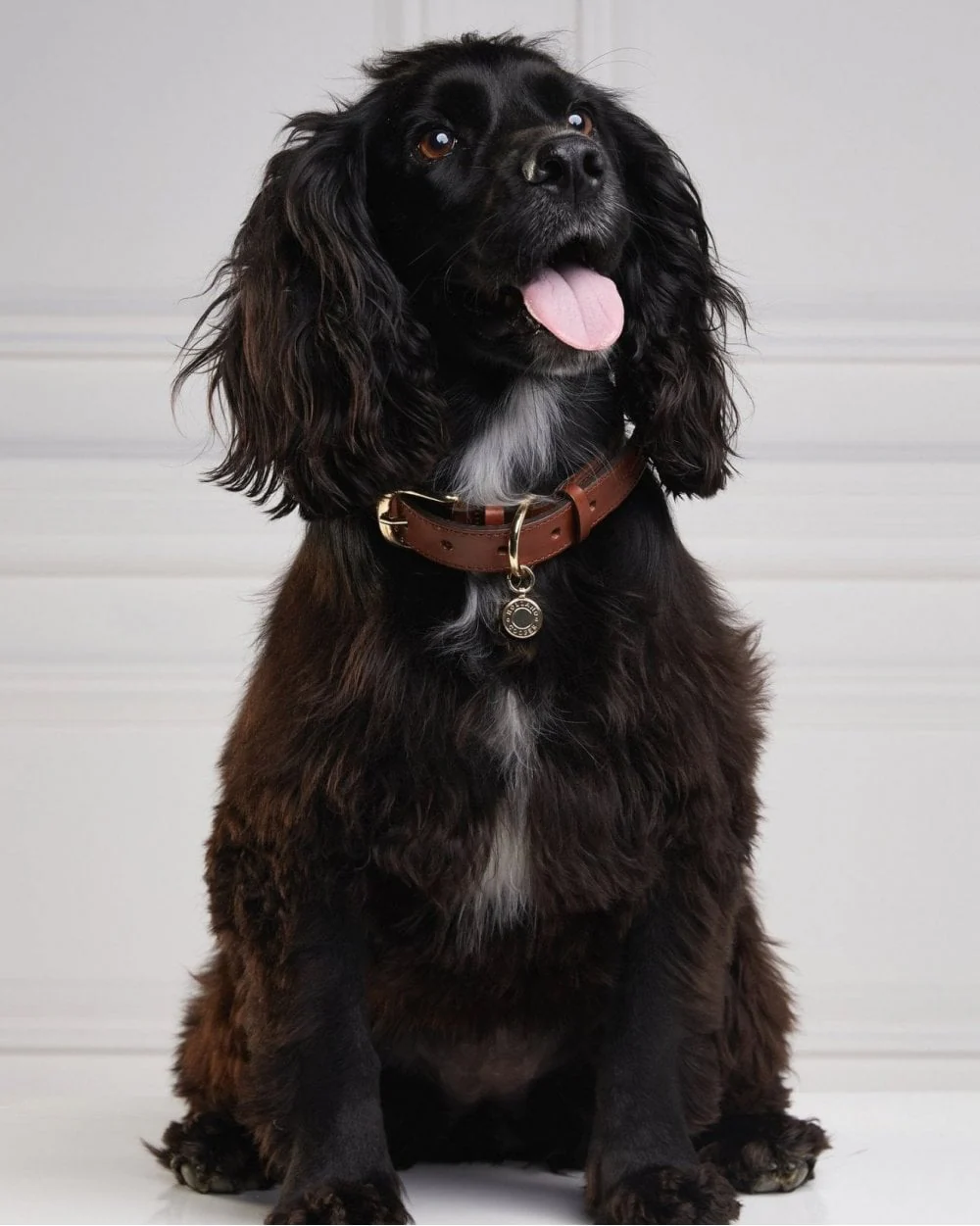 HC Classic Dog Collar - Image 8