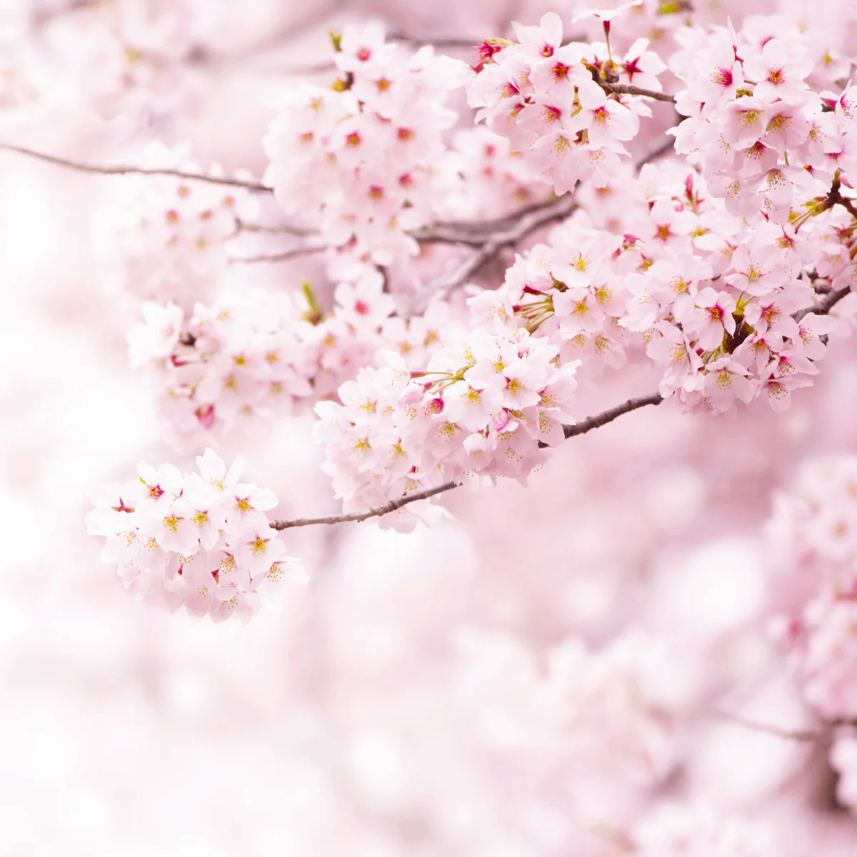 Cherry Blossom Hand Cream 75ml - Image 6