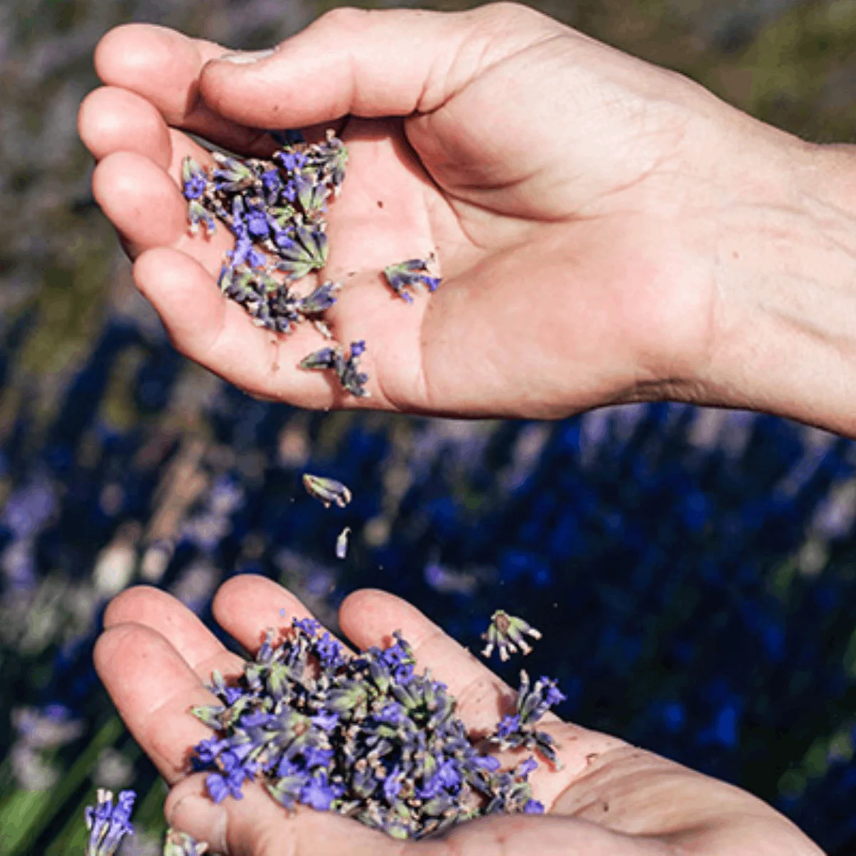 LAVENDER HAND CREAM 75ML - Image 3